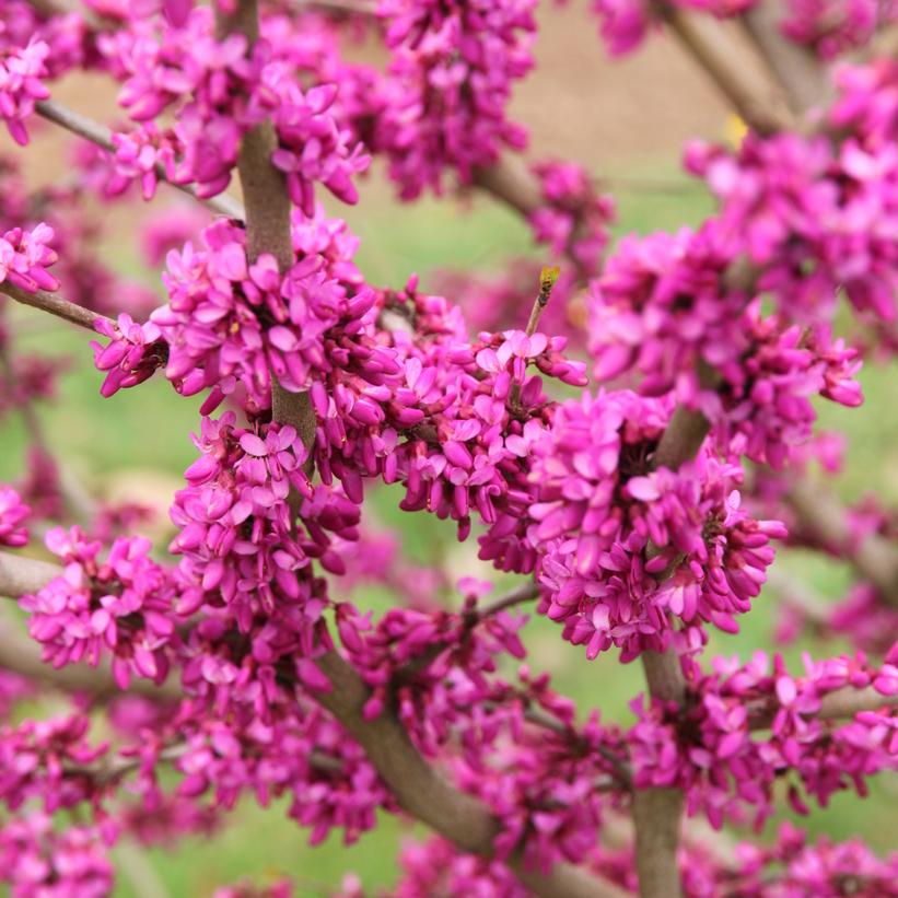 Cercis canadensis Northern Herald®