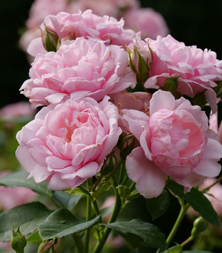 Rosa Reminiscent™ Pink