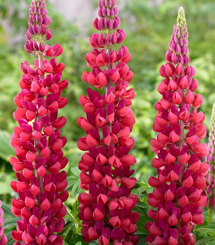 Lupinus polyphyllus West Country™ 'Red Rum'