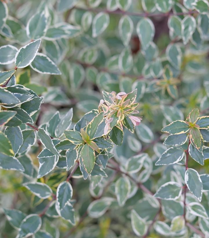 Abelia x grandiflora 'Mucho Gusto'™