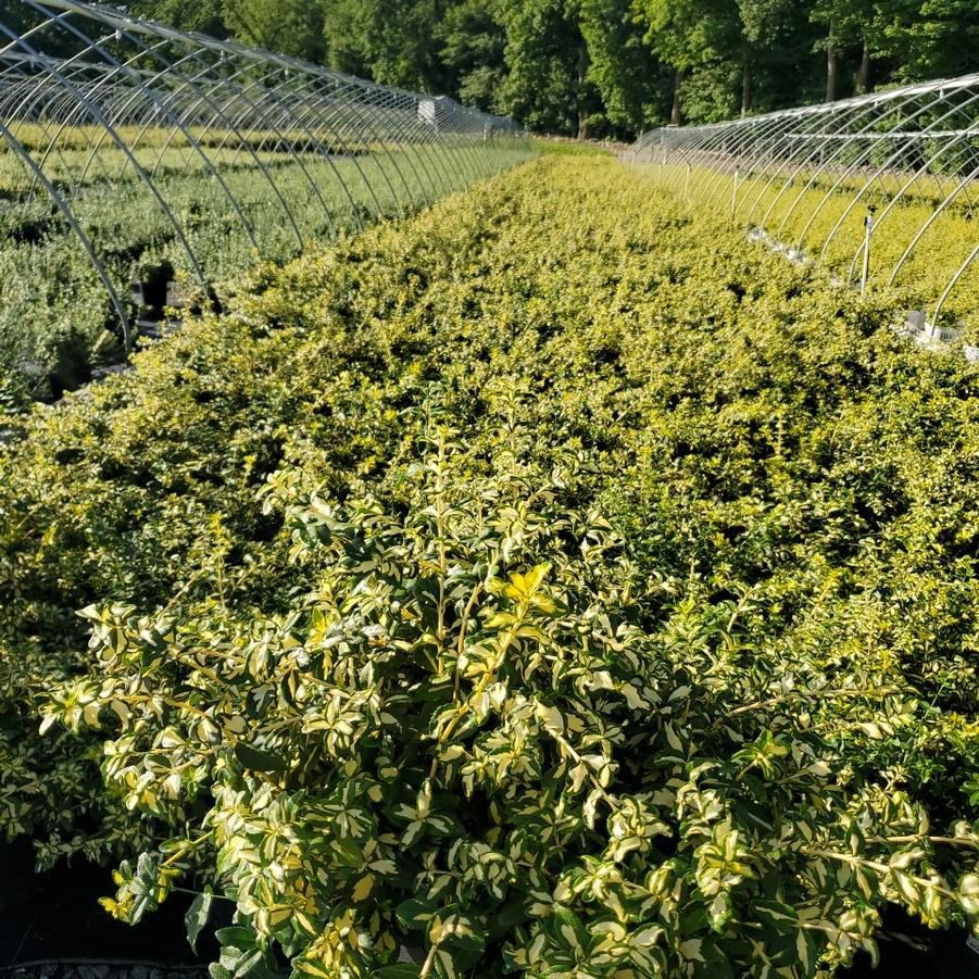 Euonymus fortunei 'Moonshadow'