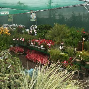East End Trees Nurseries & Garden Center