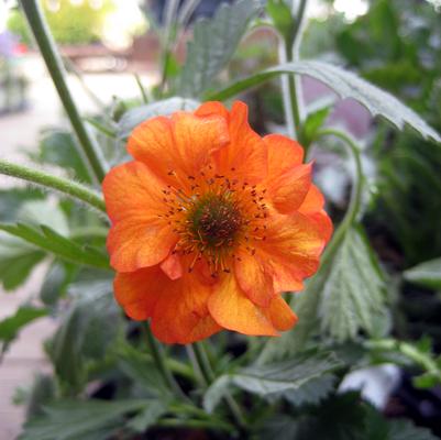 Geum Totally Tangerine™