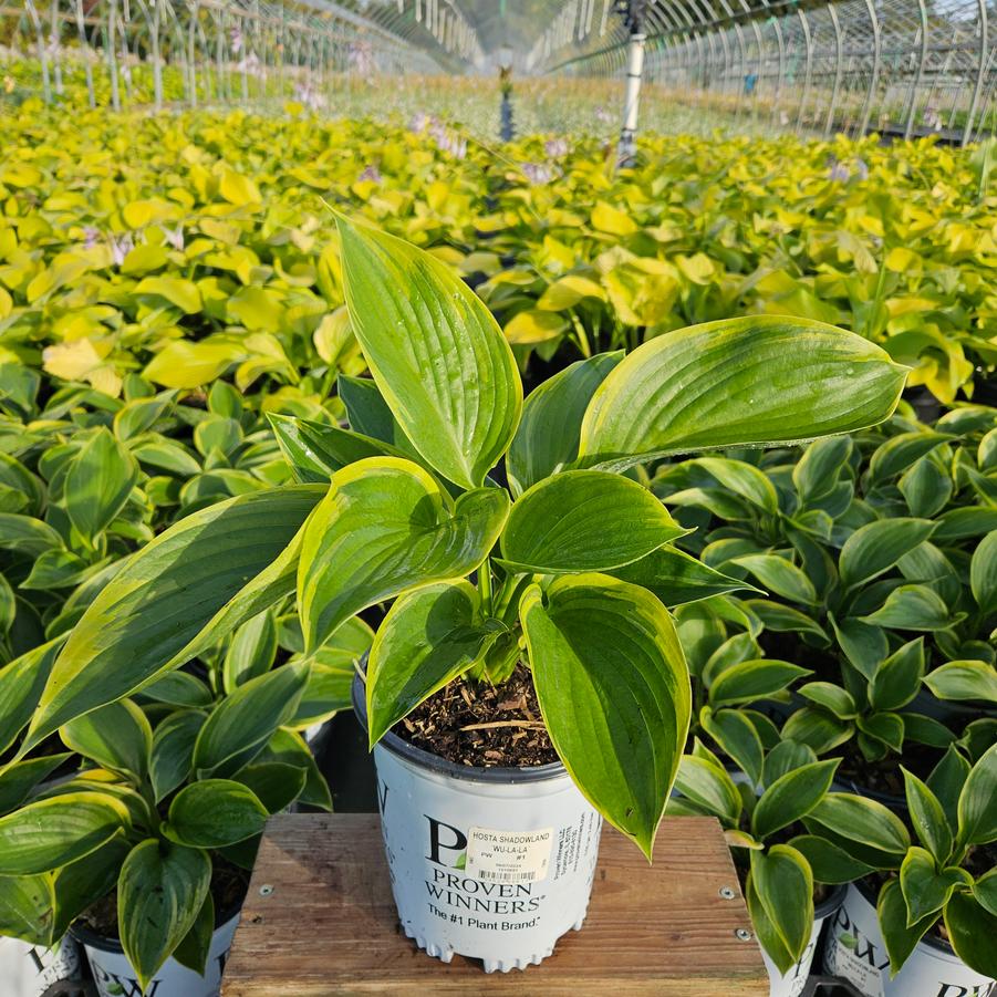 Hosta hybrid Shadowland® Wu-La-La