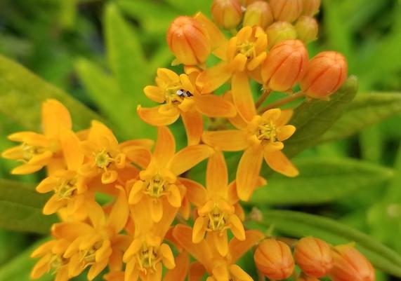 Asclepias with beneficial insect (Orius insidosus)