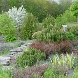 Come visit our mature arboretum - It is fun to watch it grow with new and exciting varieties and gardens each year! Come visit our mature arboretum - It is fun to watch it grow with new and exciting varieties and gardens each year!