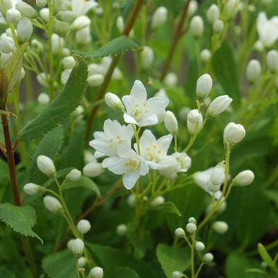 Deutzia gracilis Nikko