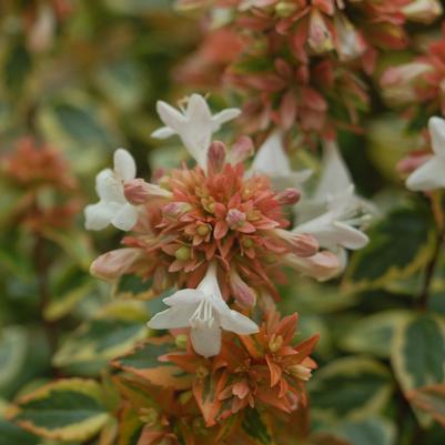 Abelia x grandiflora 'Kaleidoscope'