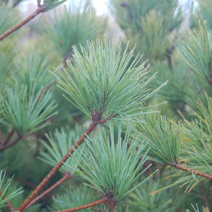 Pinus strobus Connecticut Slate