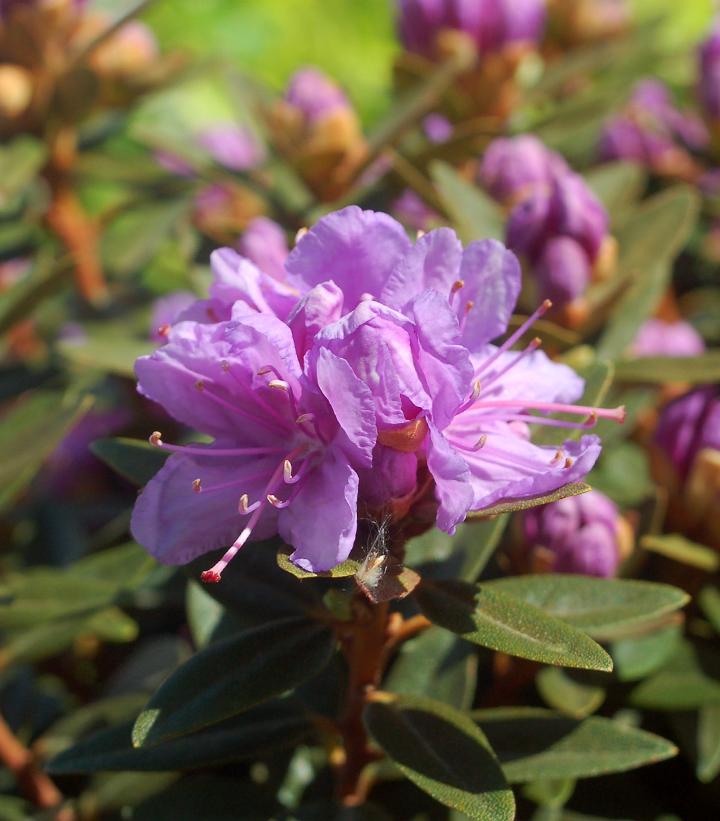 Rhododendron X 'Purple Gem'