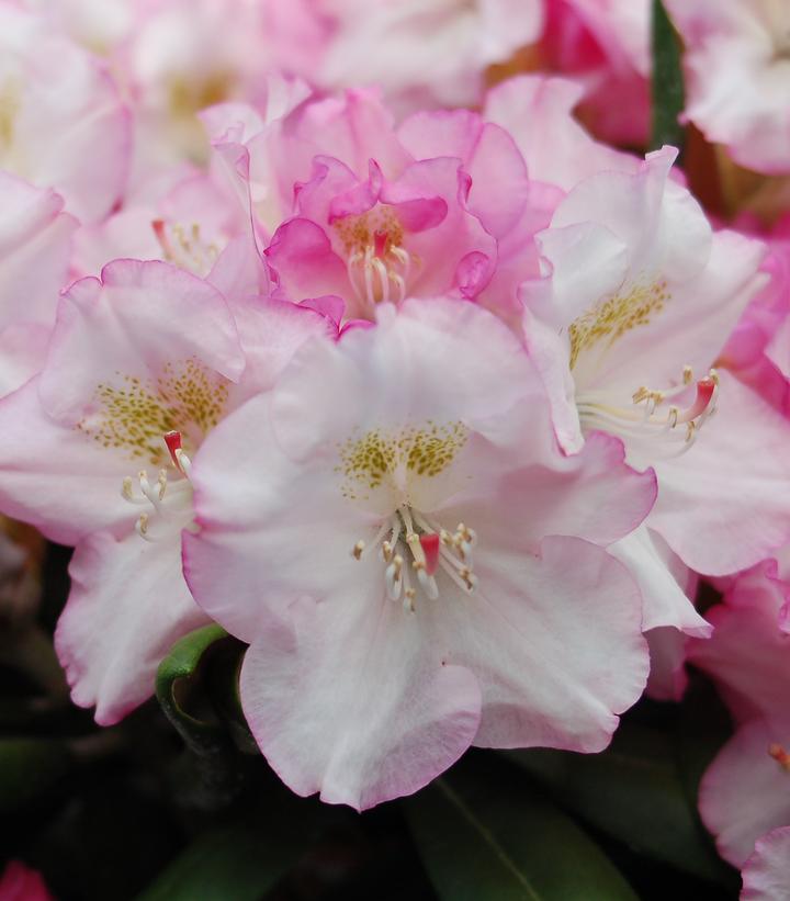 Rhododendron yak. Ken Janek