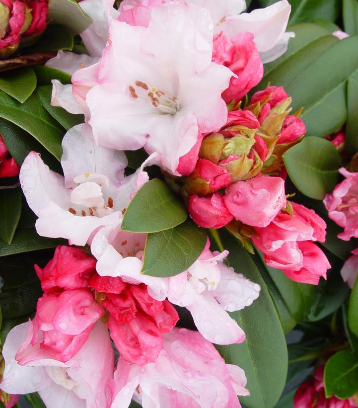 Rhododendron Mardi Gras