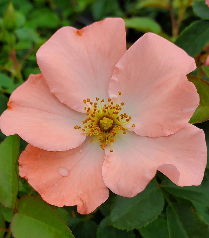 Rosa Flower Carpet- Coral