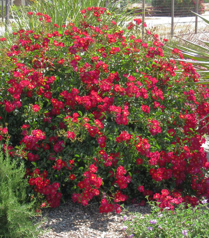 Rosa Flower Carpet- Red