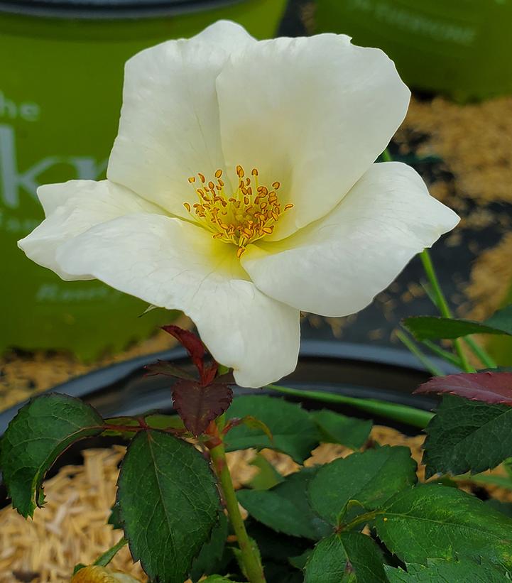 Rosa White Knock Out®