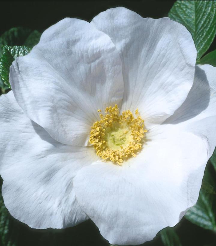 Rosa rugosa Alba