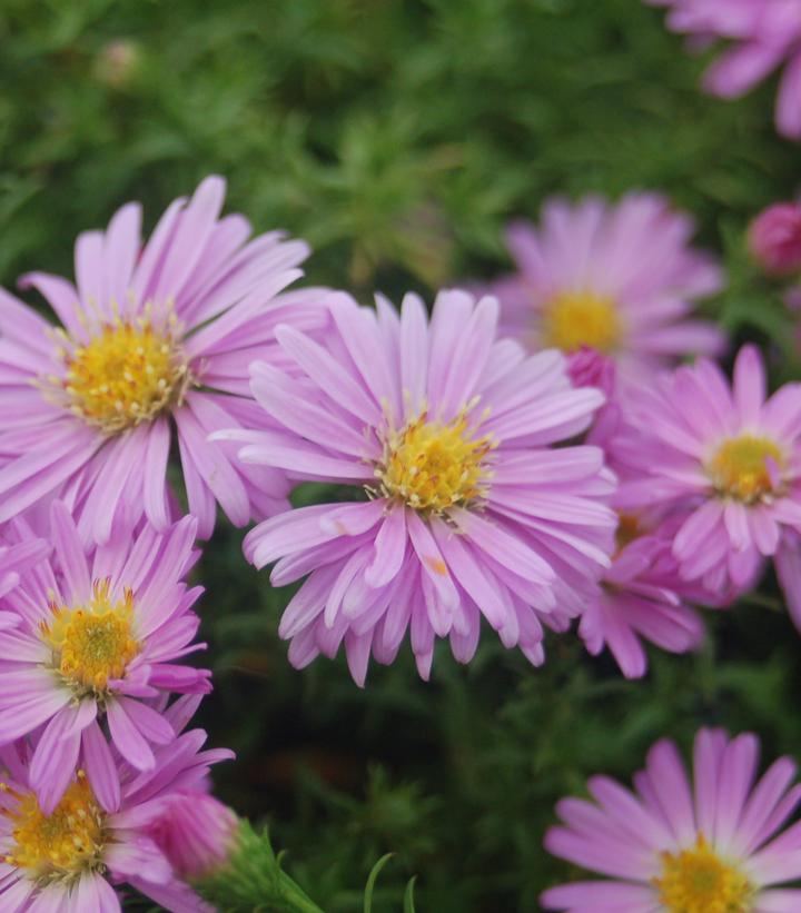 Aster Woods Pink