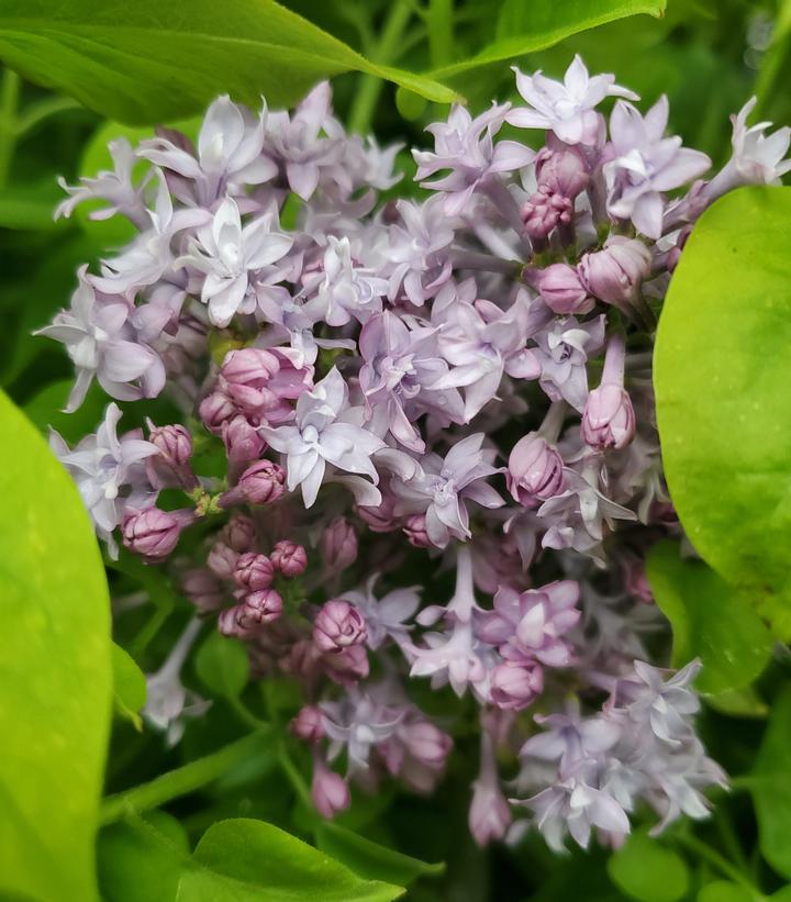 Syringa X hyacinthiflora Royal Purple