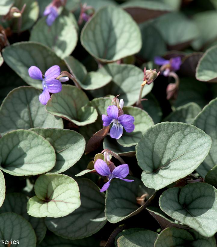 Viola walteri Silver Gem