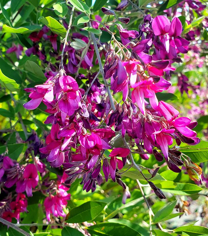 Lespedeza Gibraltar