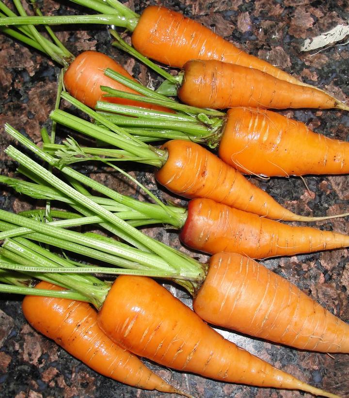 Carrot Sweet Treat