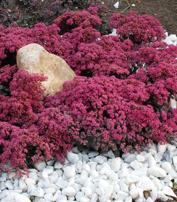 Sedum Sunsparkler® 'Dazzleberry'