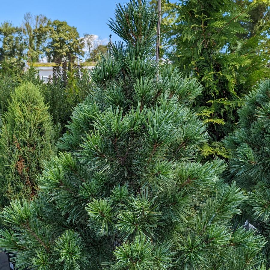 Pinus flex. Vanderwolf's Pyramid