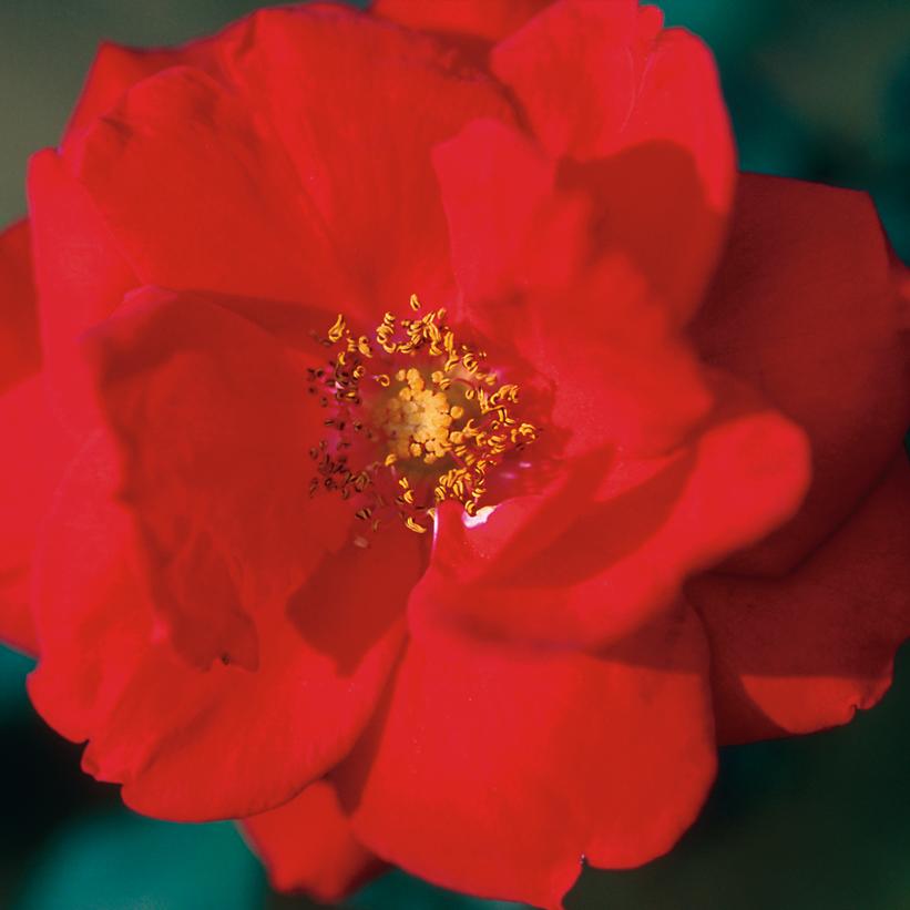 Rosa Rambling Red