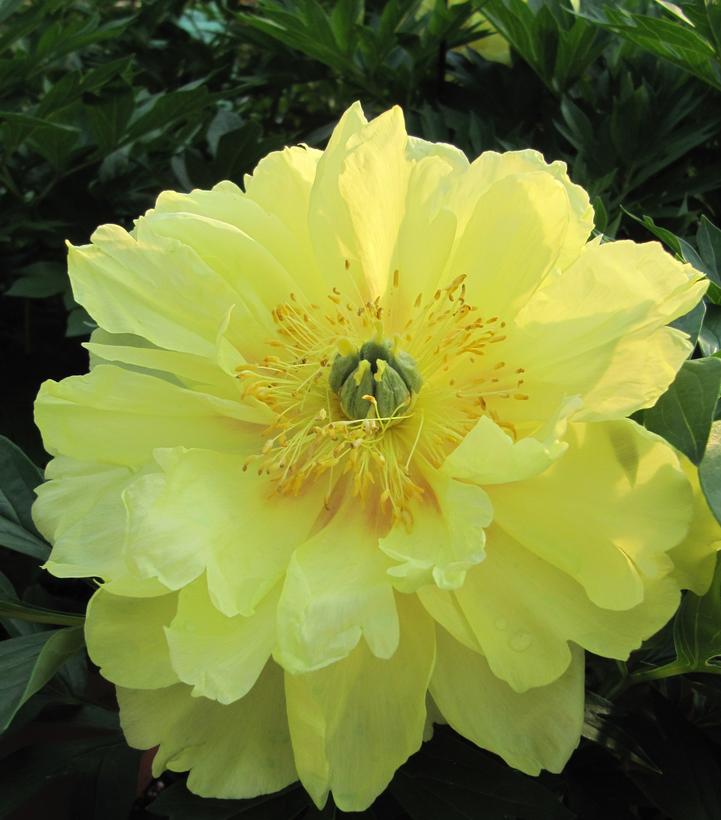 Paeonia 'Bartzella'