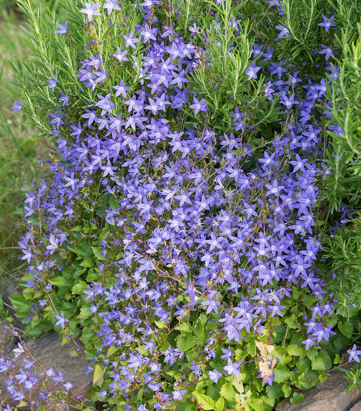 Campanula poscharskyana 