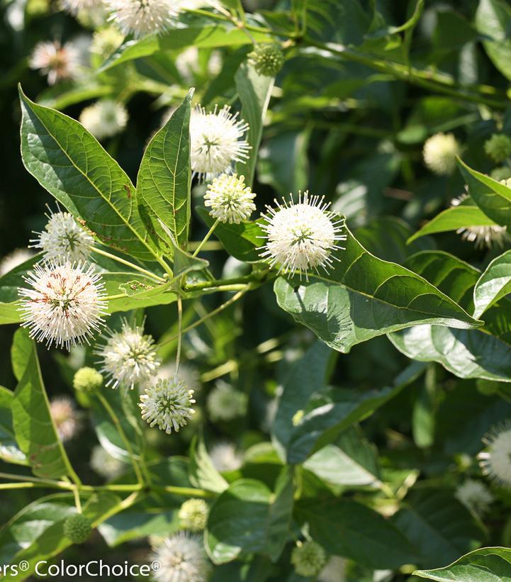 Cephalanthus occidentalis Sugar Shack®