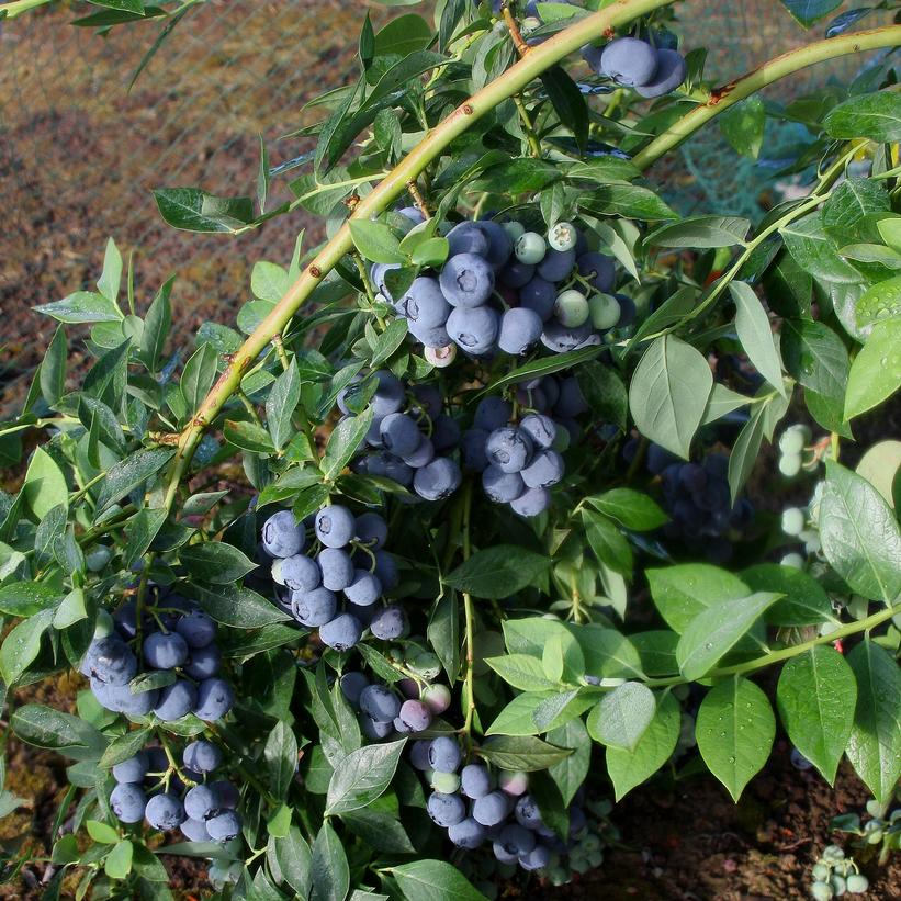 Vaccinium corymbosum Berries Galore