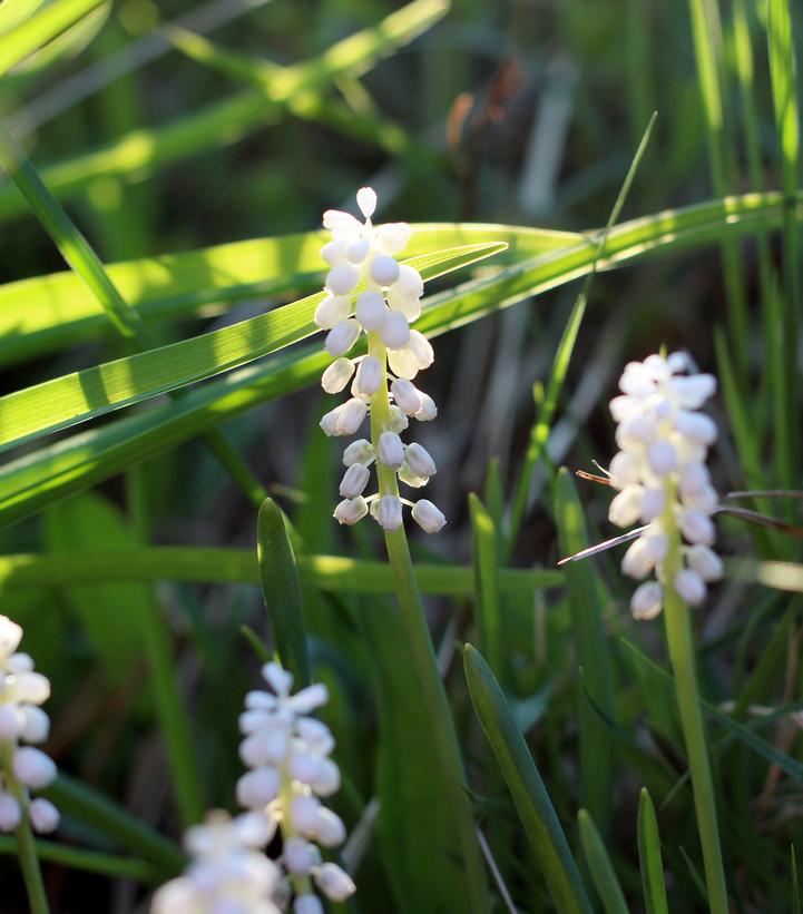 Liriope muscari 'Monroe's White'