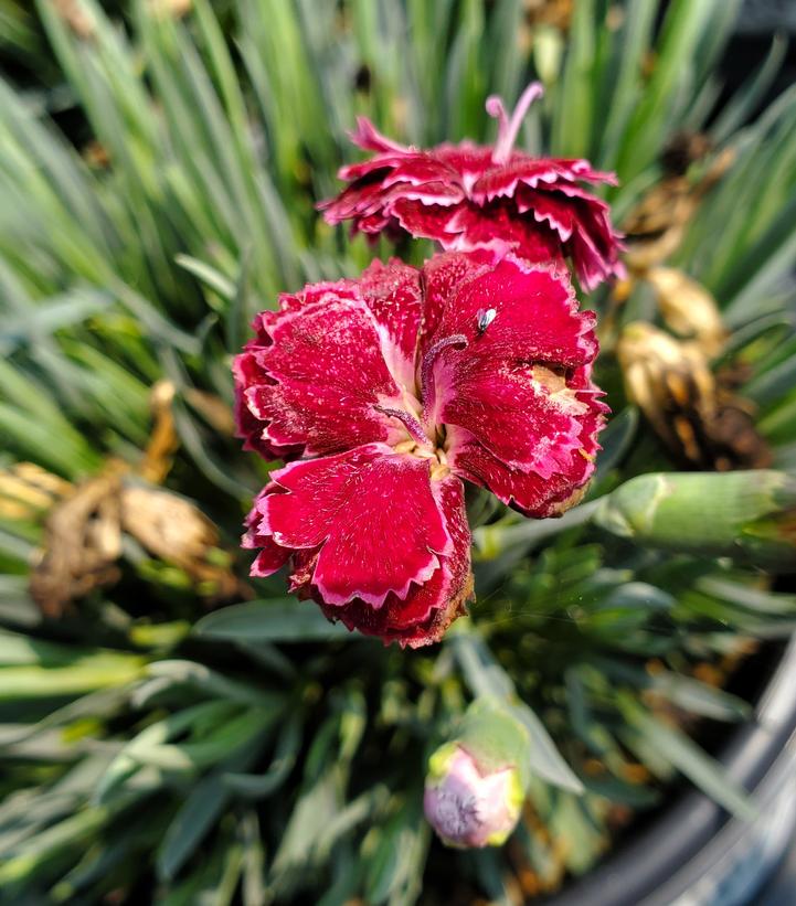 Dianthus hybrid Fruit Punch® 'Black Cherry Frost'
