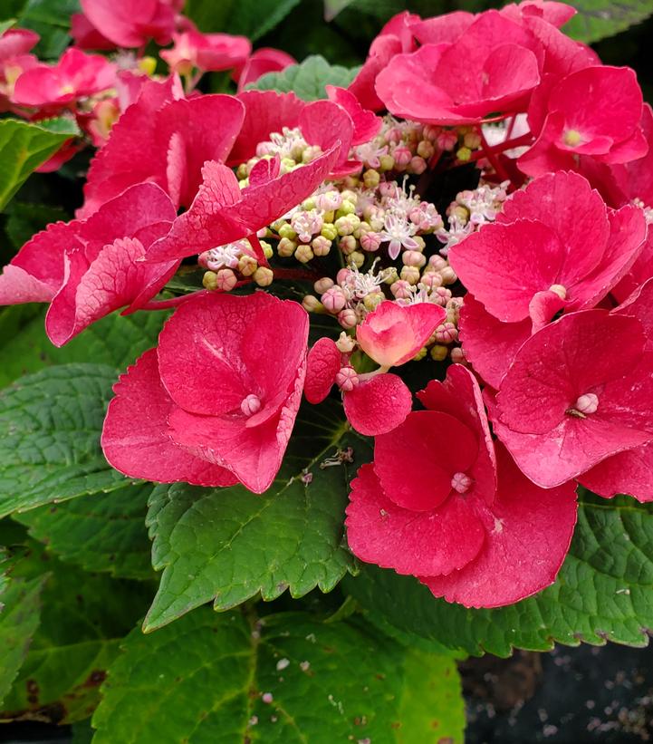 Hydrangea mac. Cherry Explosion™