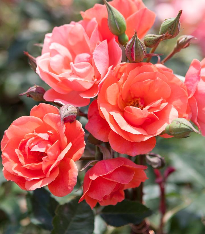 Rosa Knock Out® Coral Knock Out®