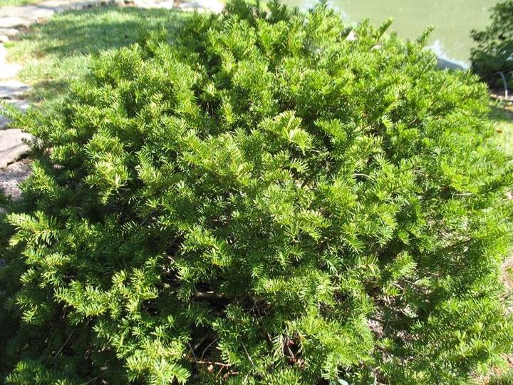 Taxus x media 'Brownii'