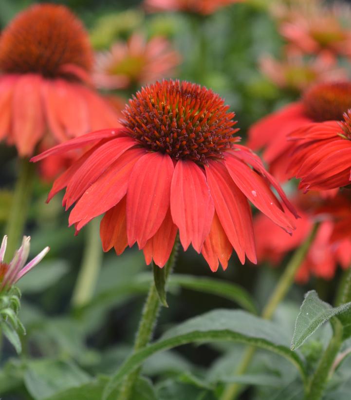 Echinacea Sombrero® Salsa Red