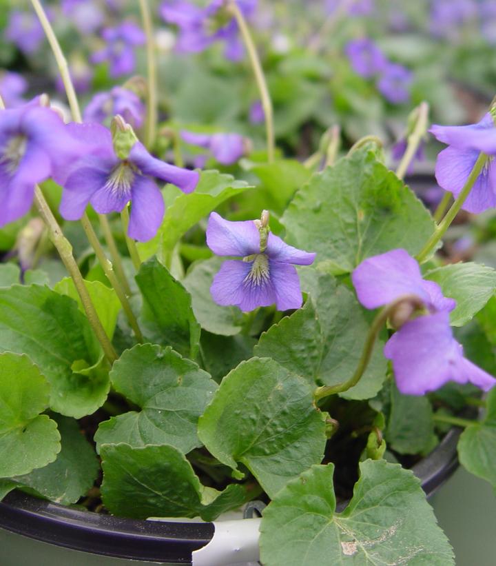 Viola sororia 