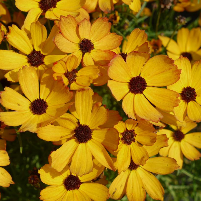 Coreopsis Permathread™ 'Butter Rum'