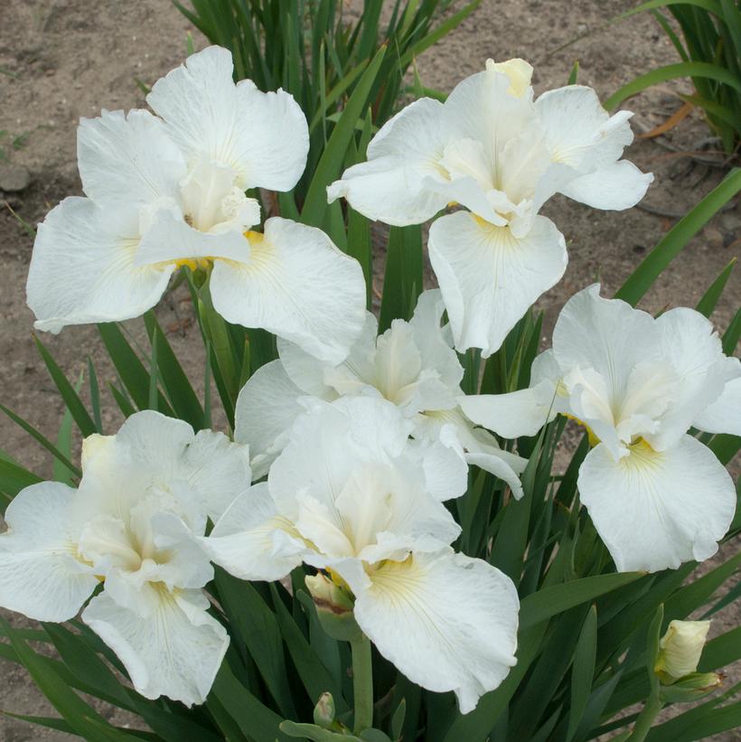 Iris sibirica 'Swans in Flight'