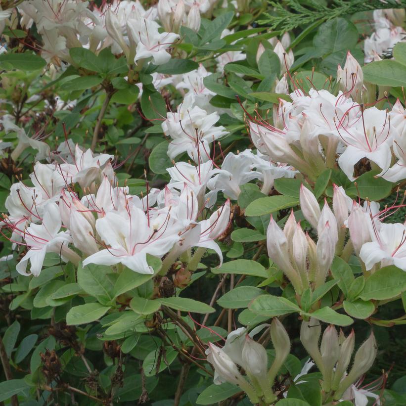Rhododendron arborescens 
