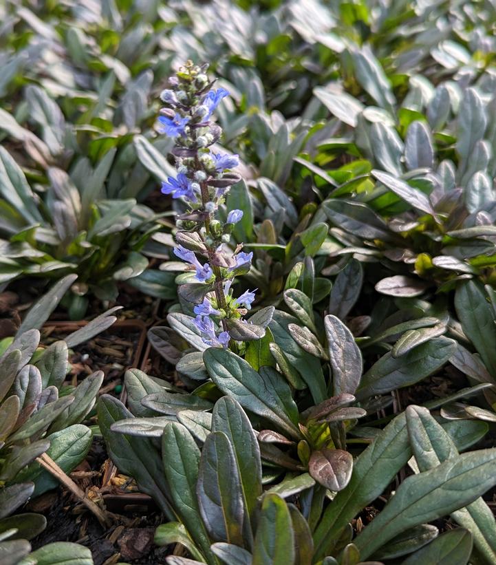 Ajuga Chocolate Chip