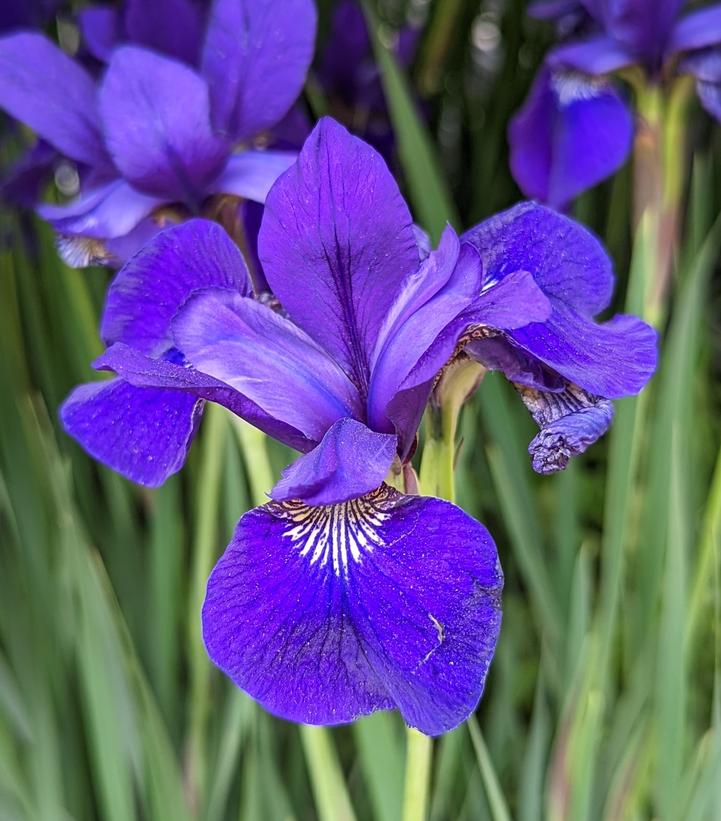 Iris sibirica Caesars Brother