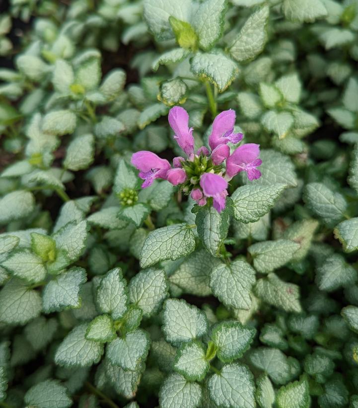 Lamium maculata Red Nancy