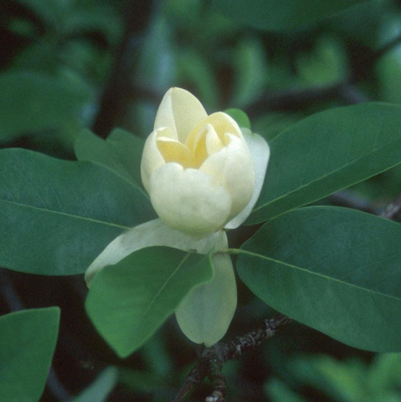 Magnolia virginiana Moonglow