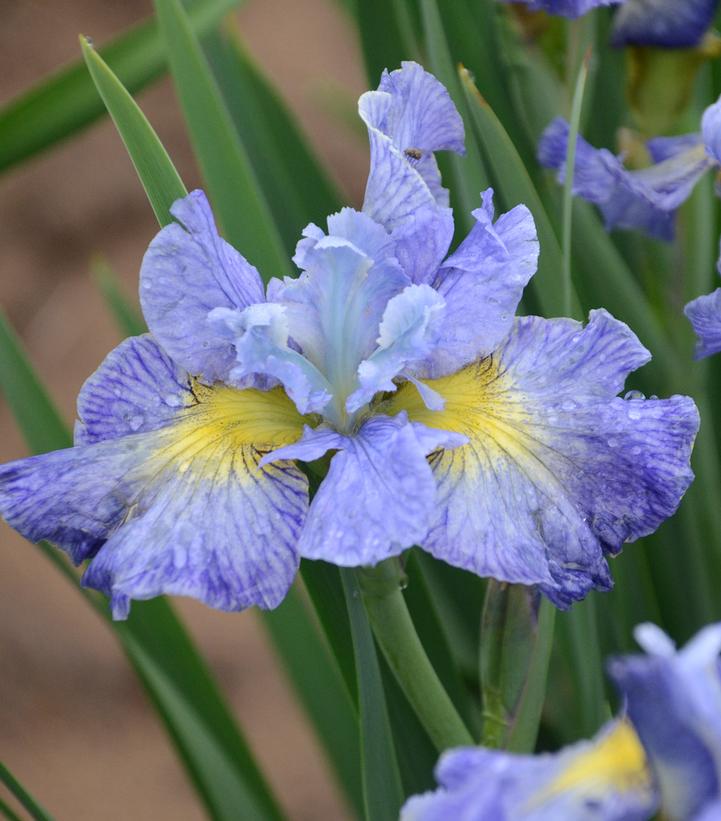 Iris sibirica 'Cape Cod Boys'