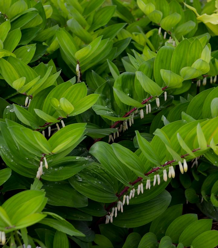 Polygonatum odoratum 'Ruby Slippers'