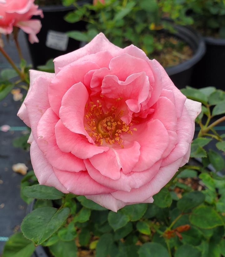 Rosa Brindeabella Roses® Pink Princess
