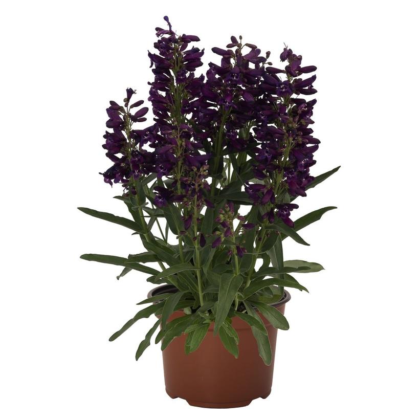 Penstemon barbatus Pristine Lilac Purple